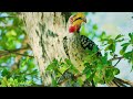 birds singing 4k ~ relaxing bird sounds to relieve stress anxiety and depression heal the mind