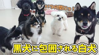 黒犬に包囲される白犬 【ひみつきちなう！①】2019年4月9日