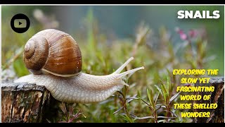 Snails: Exploring the Slow Yet Fascinating World of These Shelled Wonders