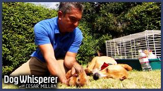 Uncontrolled Instincts Turn Dog Into Killer! | Dog Whisperer With Cesar Millan