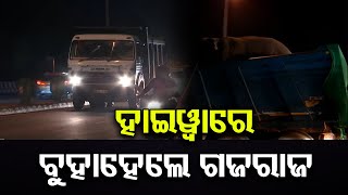 ହାଇୱାରେ ବୁହାହେଲେ ଗଜରାଜ || Elephant Being Carried By Highway Truck To Nandankanan || Odisha Reporter