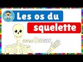 Les os du squelette