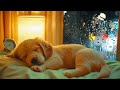 犬のためのリラックス音楽 12 時間💖🐶分離不安解消🐶💖ペット音楽🎵深い眠り🐶