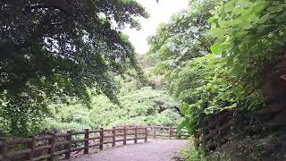 本日の末吉公園 空と森