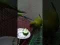 green  cute parrot