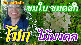 ชมใบโมกขาว ดอกโมกไม้มงคล