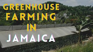 Greenhouse farming in Jamaica