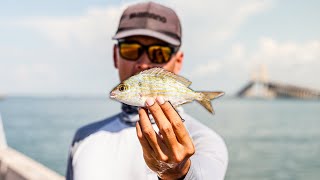 This is What Happens When You Free Line Live Pinfish off the Skyway Pier!