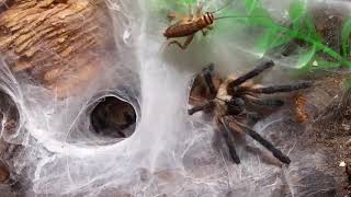 Monocentropus balfouri communal feeding