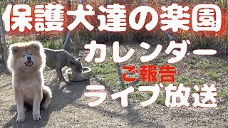 保護犬達の楽園カレンダーとライブ放送のご報告