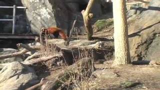 New Red Panda at the National Zoo