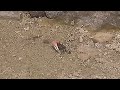 Манящие крабы. Мактан Филиппины. fiddler crabs. mactan philippines