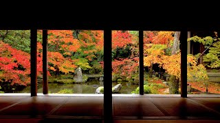 20181119 京都 蓮華寺 栖賢寺 秋 紅葉