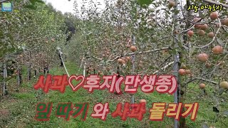 사과 색깔을 예쁘게 할려면 어떻게 해야 할까요?/잎 따기를 하면 맛있고 예쁜 사과가 탄생!/#사과 #미인 #맛있는사과