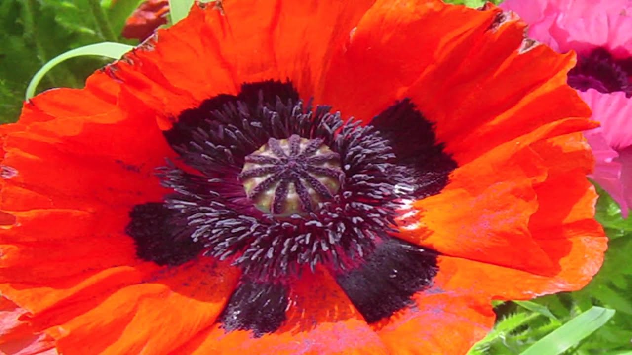 Gardening Lessons : Different Types Of Poppy Plants - YouTube