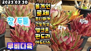 (루비다육2탄)창아이들/두둘이들/택배010 5895 1110(Korean succulent plants