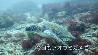 今日もアオウミガメに… 館山 西川名 202412c【4K】