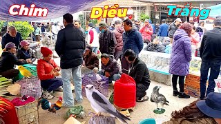 Today's market fair has many beautiful ornamental chickens and white kites.