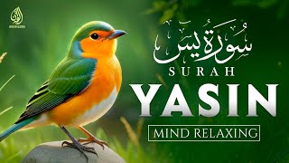 Peacefull Quran Recitation of Surah Yasin (Yaseen) سورة يس with BEAUTIFUL VOICE | WQ