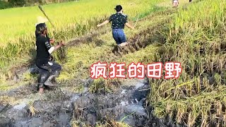 I came to help the villager harvesting rice, but the scene was out of control for a while