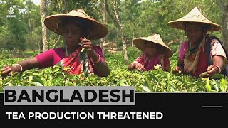 Bangladesh heatwaves: High temperatures threaten tea production