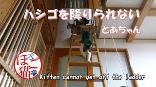 【猫　子猫　保護猫】ハシゴが降りられない子猫Kitten that cannot get off the ladder