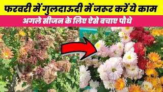 गुलदाउदी को अगले सीजन के लिए कैसे सुरक्षित रखें |How to save Chrysanthemum plant for next year