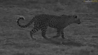 safariLIVE - Sunset Safari - Nov. 7, 2017