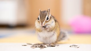 Chipmunk's very cute video!!!