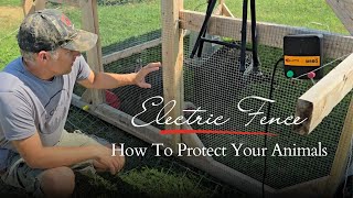 Electric Fence | BEST for Backyard Predator Protection!