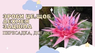 Аехмея Смугаста, Aechmea Fasciata догляд, розмноження, цікаві поради.