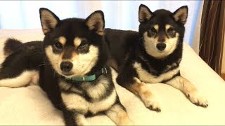 ご無沙汰しております🙇 黒柴犬の双子姉妹