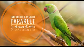 Indian Rose-Ringed Parakeet (பச்சை கிளி) Enjoying Green Chili