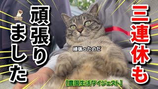 【2/24】三連休最終日の農家ネコたち🐈‍⬛🐈【農園生活ダイジェスト】