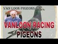 VANLOON RACING PIGEONS