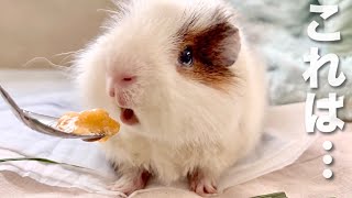 【8/23 お誕生日】5歳を迎えた坊っちゃまのお食事メニューは...【モルモット】Guinea pig birthday lunch information