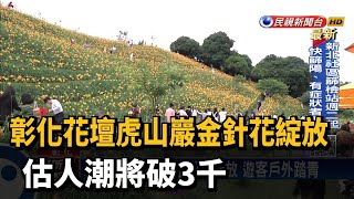 彰化花壇虎山巖金針花綻放　估人潮將破3千－民視新聞