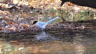 [4K]野鳥：オナガ／ＨＴ公園サンクチュアリ