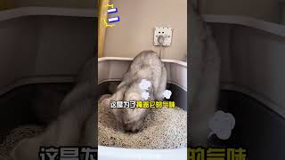 猫不跟着你上厕所，说明它没把你当回事！ #新手养猫 #宠物知识 #猫咪 #科学养猫 #养猫经验  #宠物生活  #pets #cat #貓