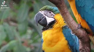 The young macaw resists the strong winds and the cold that comes to the forest