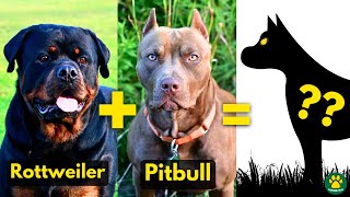 WHAT IF a Rottweiler is Crossbred With Pitbull terrier?