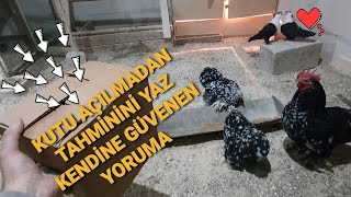 KÜMESİMDE OLMAYAN YENİ BİR TAVUK IRKI ALDIM !!! KENDİNE GÜVENEN TAHMİNİNİ YAZSIN