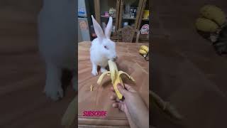 খরগোশটা কলা খাওয়ার জন্য পাগল হয়ে গেল😆 || Bunny Behaves Like A Mad For Banana||#viral #shorts #short