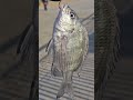 根釣 根釣 釣り 路亞 lure 瘋狂釣魚人 大自然 野釣