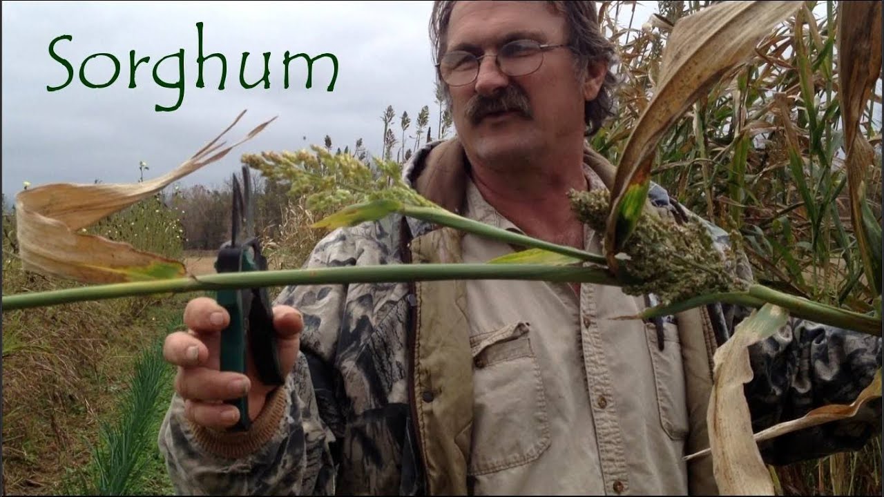 Sorghum : Growing And Harvesting - YouTube