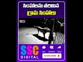 dogs lion fight viral video gujarat amreli sscdigital balannamuchatlu