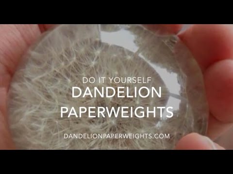 How to Make a Dandelion Paperweight How to Make a Dandelion Paperweight