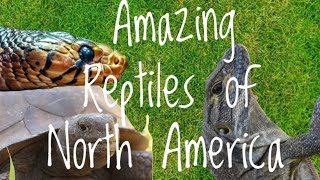 5 Cool North American Reptiles!