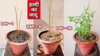 30 दिन में सूखी तुलसी फिरसे हो जाएगी घनी और हरिभरी, Tulsi plant care tips