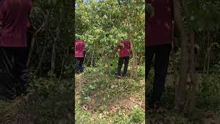 Cinnamon Cultivation Training School, Thihagoda